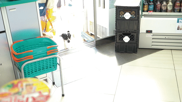 마을 주민들이 제공한 바둑이 모습. 이웃집 개집, 편의점 등을 오가며 추운 겨울을 견딘 영리한 녀석이었다. 제보자 제공