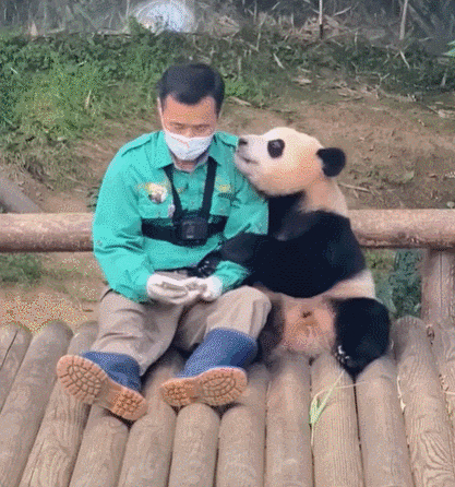 푸바오가 어린 시절 강철원 사육사에게 팔짱을 끼는 모습. /에버랜드 유튜브 캡처
