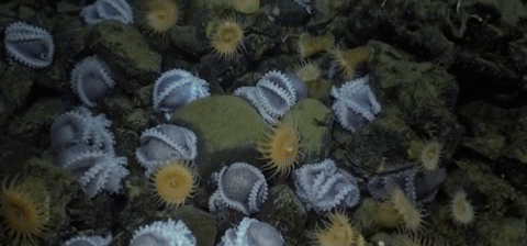 연구팀은 심해 온천이 아기 문어의 성장에 유리한 탓에 대규모 문어 서식지가 들어선다는 사실을 알아냈다. 사진=트위터 KTVU