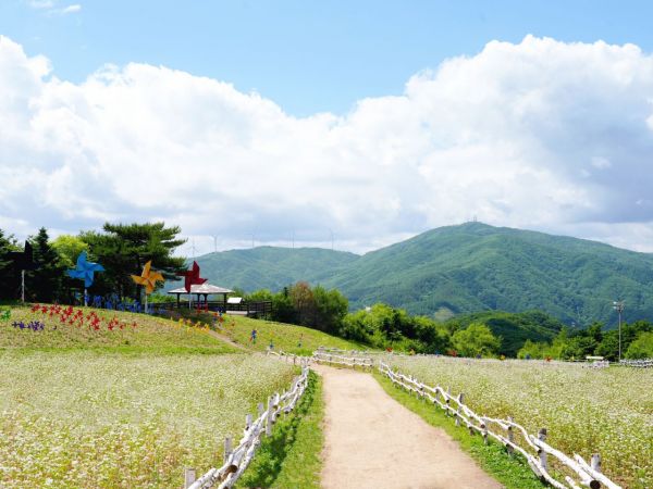 메밀꽃카페 이미지