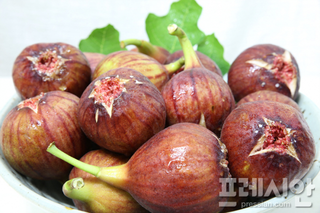영암 이미지