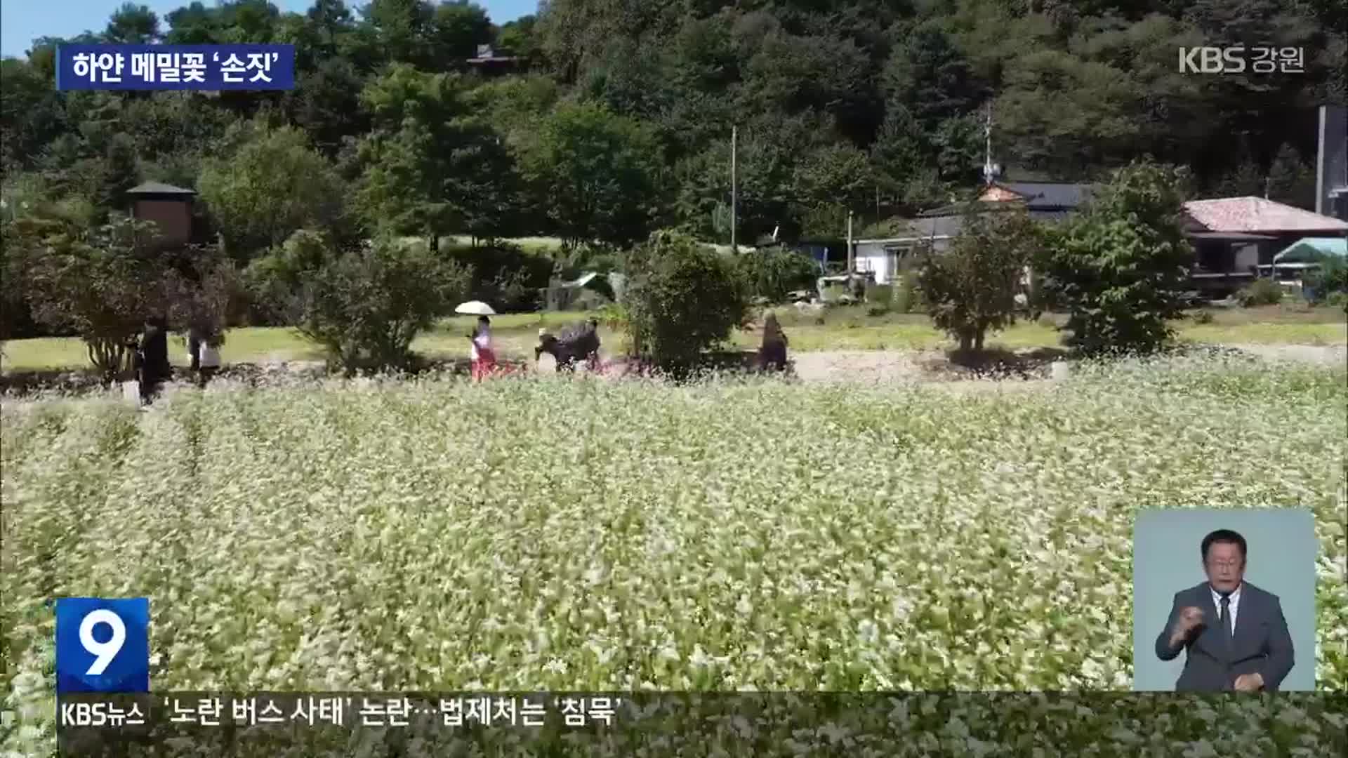‘메밀꽃 필 무렵’ 속으로…‘효석문화제’ 4년 만에 재개 - kakaoTV ‘메밀꽃 필 무렵’ 속으로…‘효석문화제’ 4년 만에 재개