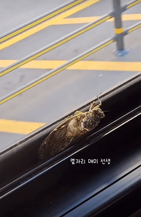 버스에서 나가려고, 날갯짓을 해보다가 현주씨 다리에 붙은 매미./사진=그제야 이 좌석이 왜 비었는지 깨달은 현주씨
