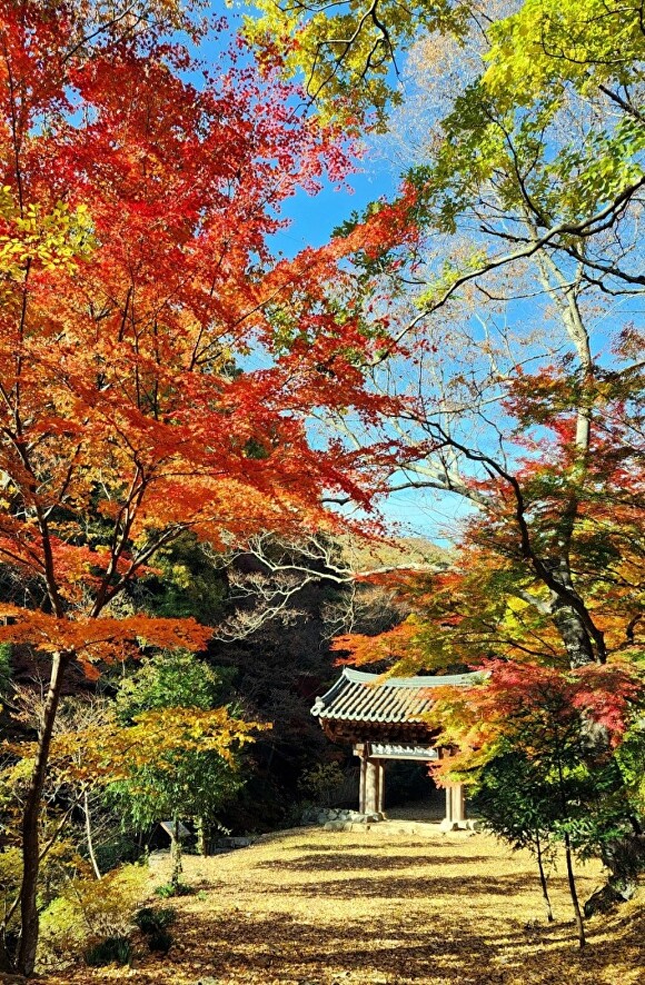숲길 전경 이미지