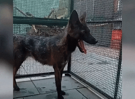 여우와 개의 교배로 태어난 것으로 판명된 야생 '여우개'. 사진=브라질 야생동물 구호단체/플라비아 페라리