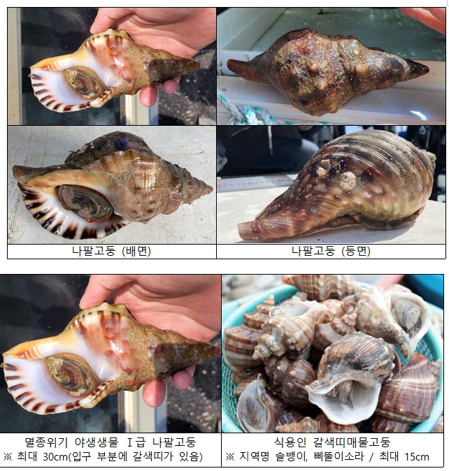 고둥 이미지