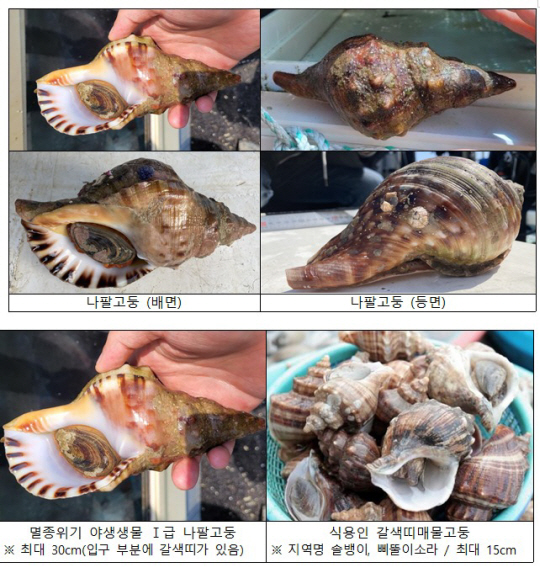 나팔횟집 이미지