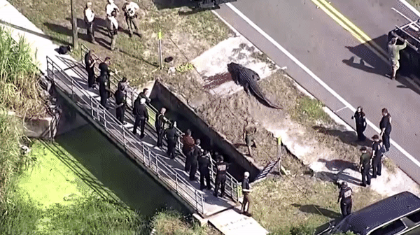 미국 플로리다주에서 몸길이가 4m에 이르는 수컷 악어 입속에서 40대 여성의 시신이 발견됐다. 〈영상=로이터〉