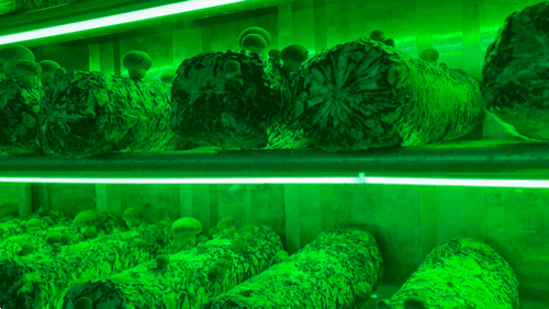12일 부산 도시농사꾼 스마트팜 '큐브팜'에서 재배되고 있는 저온 버섯들. 해상용 컨테이너를 개조한 냉동 컨테이너에서 자동으로 온도와 습도가 조절된다. /이신혜 기자