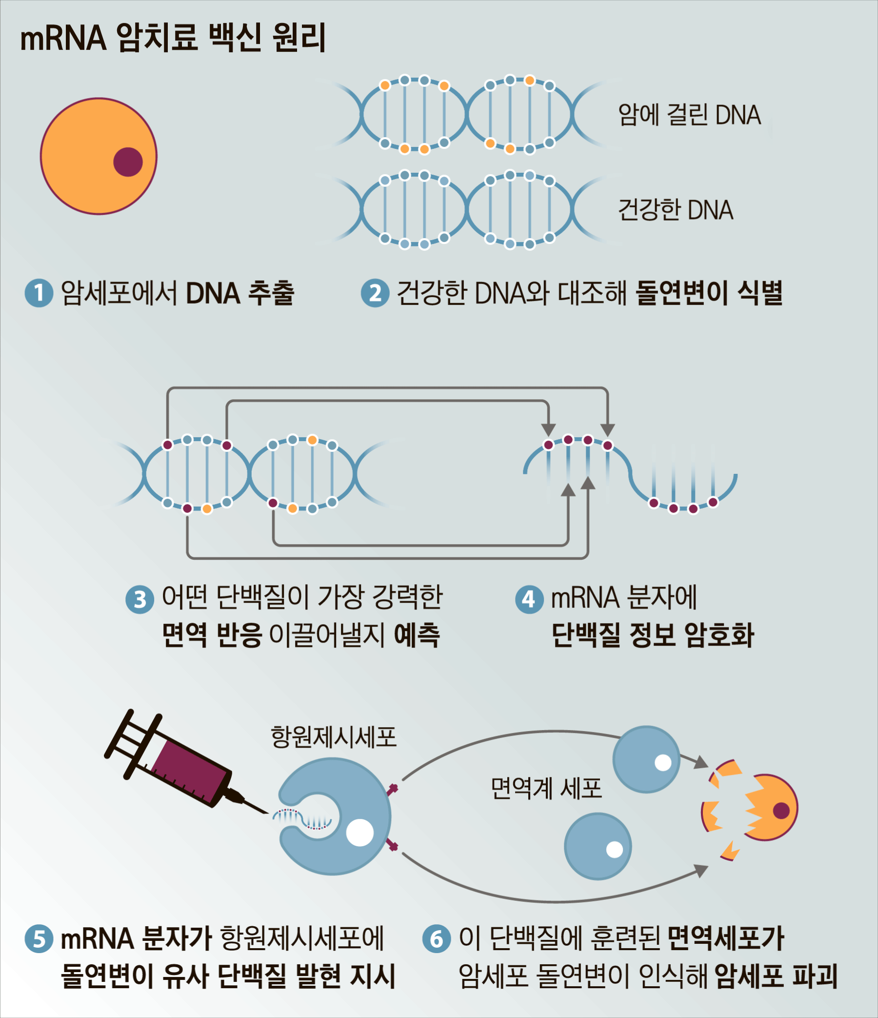 mRNA 암백신 원리/조선DB