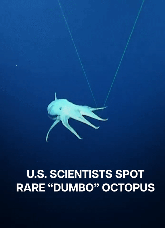 문어과 생명체 중 가장 깊은 바다에 살고 있는 '덤보 문어'가 포착됐다. 노틸러스 라이브 유튜브 영상 갈무리