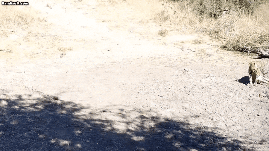 사람 음성이 들리자 먹이를 포기하고 도망치는 표범./ 유튜브 Professor Liana Zanette