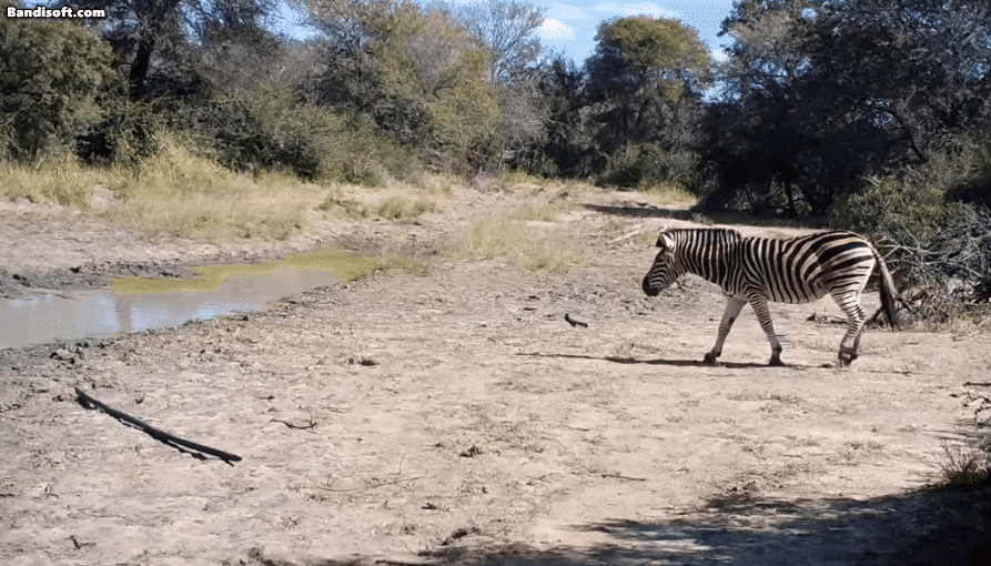 사자의 으르렁거리는 소리를 들은 얼룩말은 소리가 나는 방향을 한참 쳐다보다 이내 자리를 떴다. /유튜브 Professor Liana Zanette