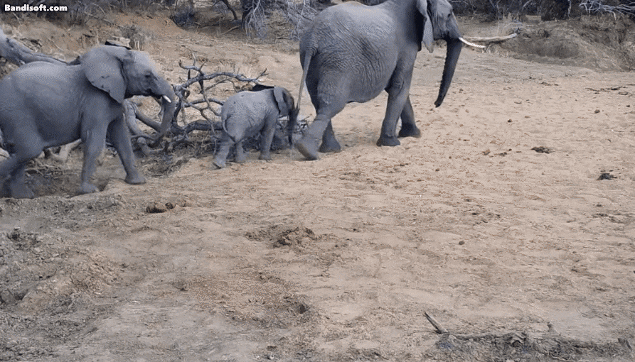 사람 음성을 들은 코끼리가 황급히 자리를 뜨는 모습. /@Professor Liana Zanette