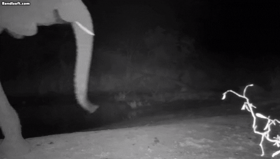 사자 으르렁거리는 소리를 들은 코끼리가 스피커를 부수고 있다. /@Professor Liana Zanette