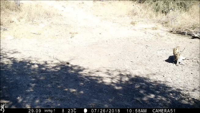 사람의 목소리를 들은 표범이 먹잇감을 두고 황급히 도망치고 있다. current biology 제공.