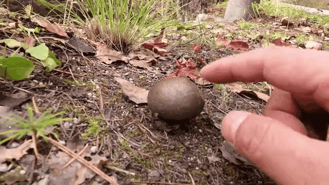 누르면 공기 중으로 포자가 퍼져나가는 먼지버섯의 모습. 유튜브 채널 ‘식사마’ 영상