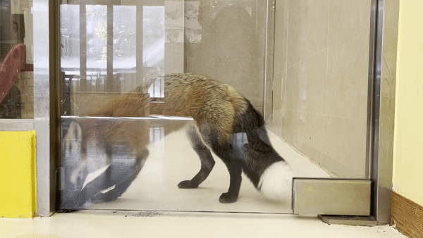 서울 마포구의 한 야생동물 카페에서 붉은 여우들이 땅을 파고 웅크리고 있다. 주소현 기자