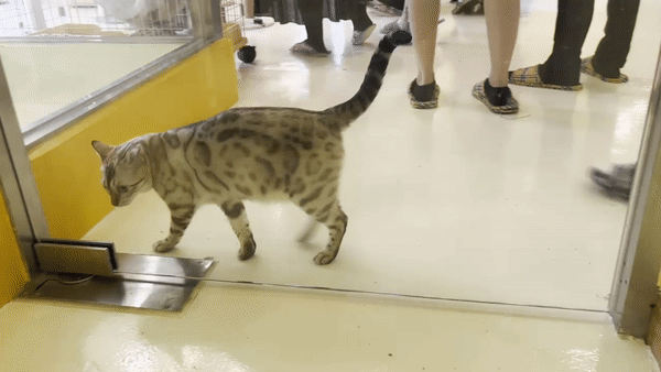 서울 마포구의 한 야생동물 카페에서 고양이가 출입문 앞에서 뱅뱅 돌고 있다. 주소현 기자