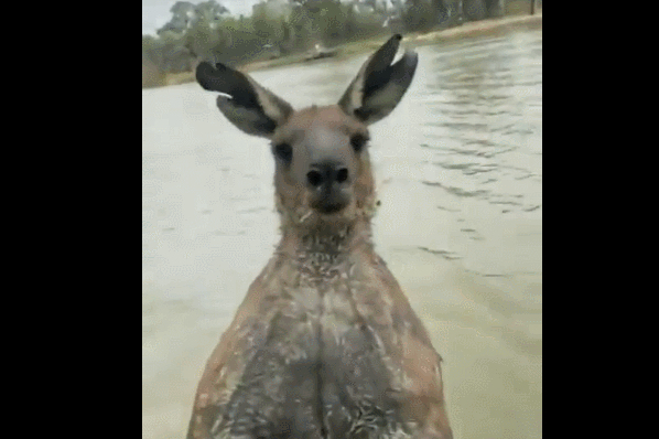 호주 빅토리아주 밀두라에 있는 머레이 강에서 캥거루가 반려견을 구하기 위해 자신을 공격한 남성에게 반격을 가하는 모습. 인스타그램 @milduramartialarts 캡처