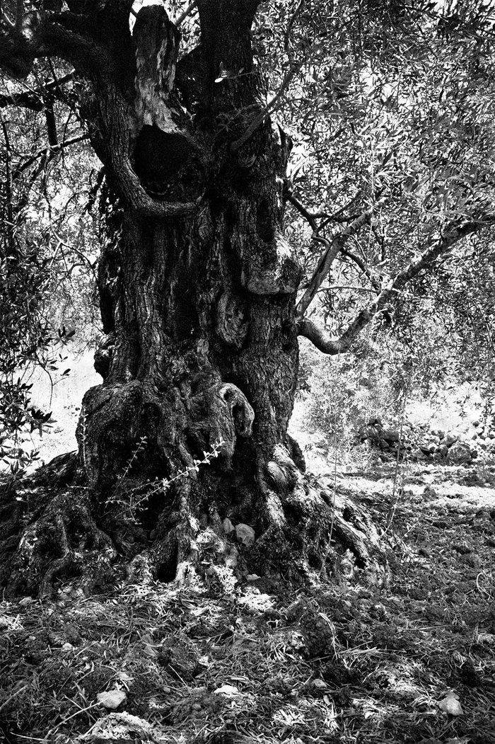 천과나무 이미지