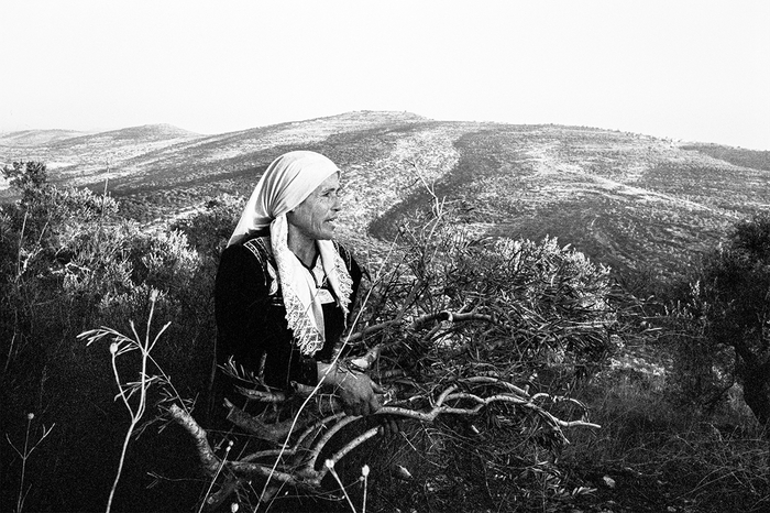 천과나무 이미지