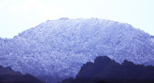 지리산큰나무 이미지