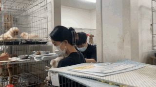 번식장 구조견들을 동물단체, 경기도가 함께 보호소로 실어 나르는 모습. 김동연 경기지사도 일손을 거들었다. 동물단체 위액트 제공