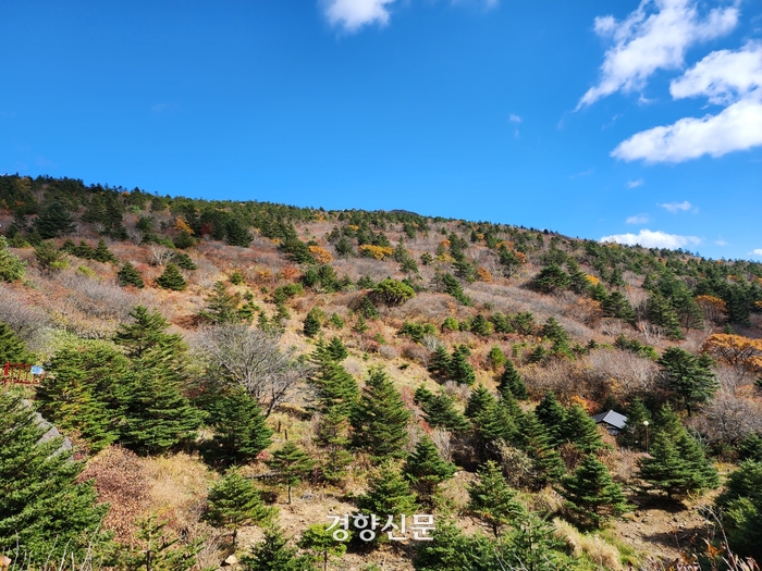 지리산큰나무 이미지