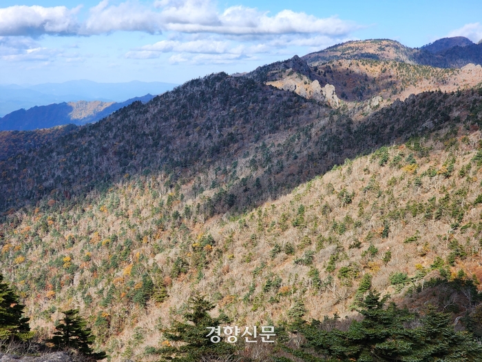 지리산큰나무 이미지