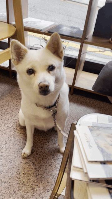 서울 관악구에 있는 '정글핌피'. 동물이 나오는 책과 마실 것을 팔고, '임시보호' 문화를 자연스레 알리기 위해 노력하는 곳. 할아버지는 여기에 행운이를 데리고 왔다. 자신이 죽기 전에, 행운이를 잘 키워줄 가족을 찾아달라고. 이를 모른 채 해맑게 간식을 먹는 행운이./사진=장신재 정글핌피 대표