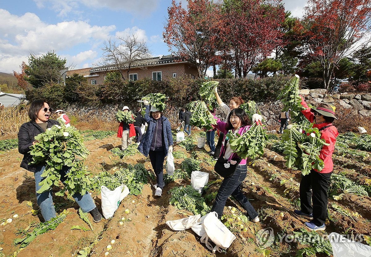 양구펀치볼사과 이미지