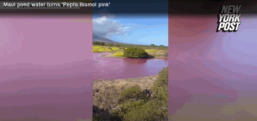 분홍색으로 변한 하와이 마우이섬의 킬리아 호수(Ke?lia Pond) 〈영상=뉴욕포스트〉