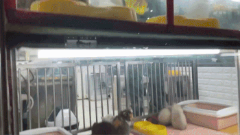 어린 강아지들을 내세운 펫숍의 진열대 이면에는 분양 시기를 놓쳐 애물단지가 된 폐견들이 있다. 사진은 폐업한 펫숍 업자가 동물구조단체 다솜에 전달한 44마리의 폐견 모습. 최수진 기자