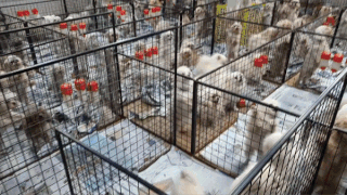 펫숍 폐견들은 비참한 최후를 맞게 된다. 대부분은 불법 번식장에 되팔려 평생 출산을 반복하며, 보신탕 재료로 팔리거나, 인적이 드문 곳에 몰래 유기되기도 한다. 운 좋게 지자체나 동물단체에 구조되는 경우는 극소수에 불과하다.