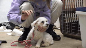 폐업 펫숍에서 구조된 2살 미니비숑 분홍이가 행동전문가들의 도움으로 구조 이후 첫 산책을 하는 모습. 전병준 기자