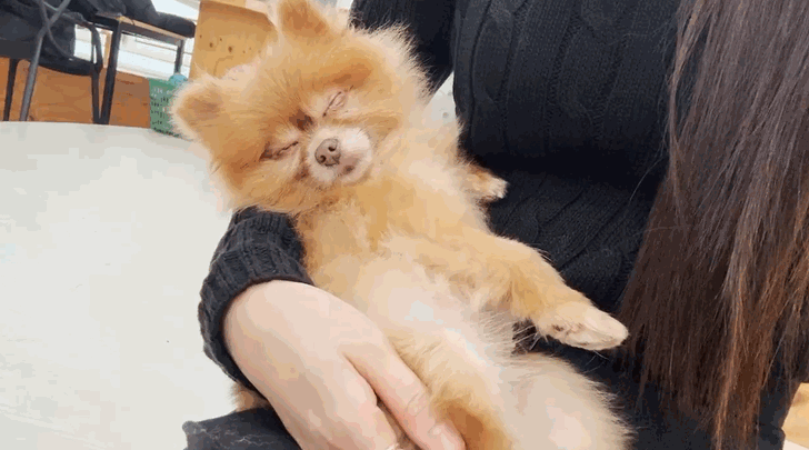 단밤이가 품에 안겨 잠드는 바람에 취재 중이던 기자는 잠시 업무를 중단(?)해야 했다. 〈영상=한류경 기자〉