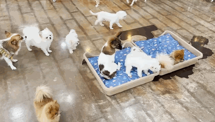 유기견들이 카페 곳곳을 누비고 있다. 〈영상=한류경 기자〉