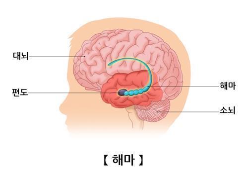 해마 이미지