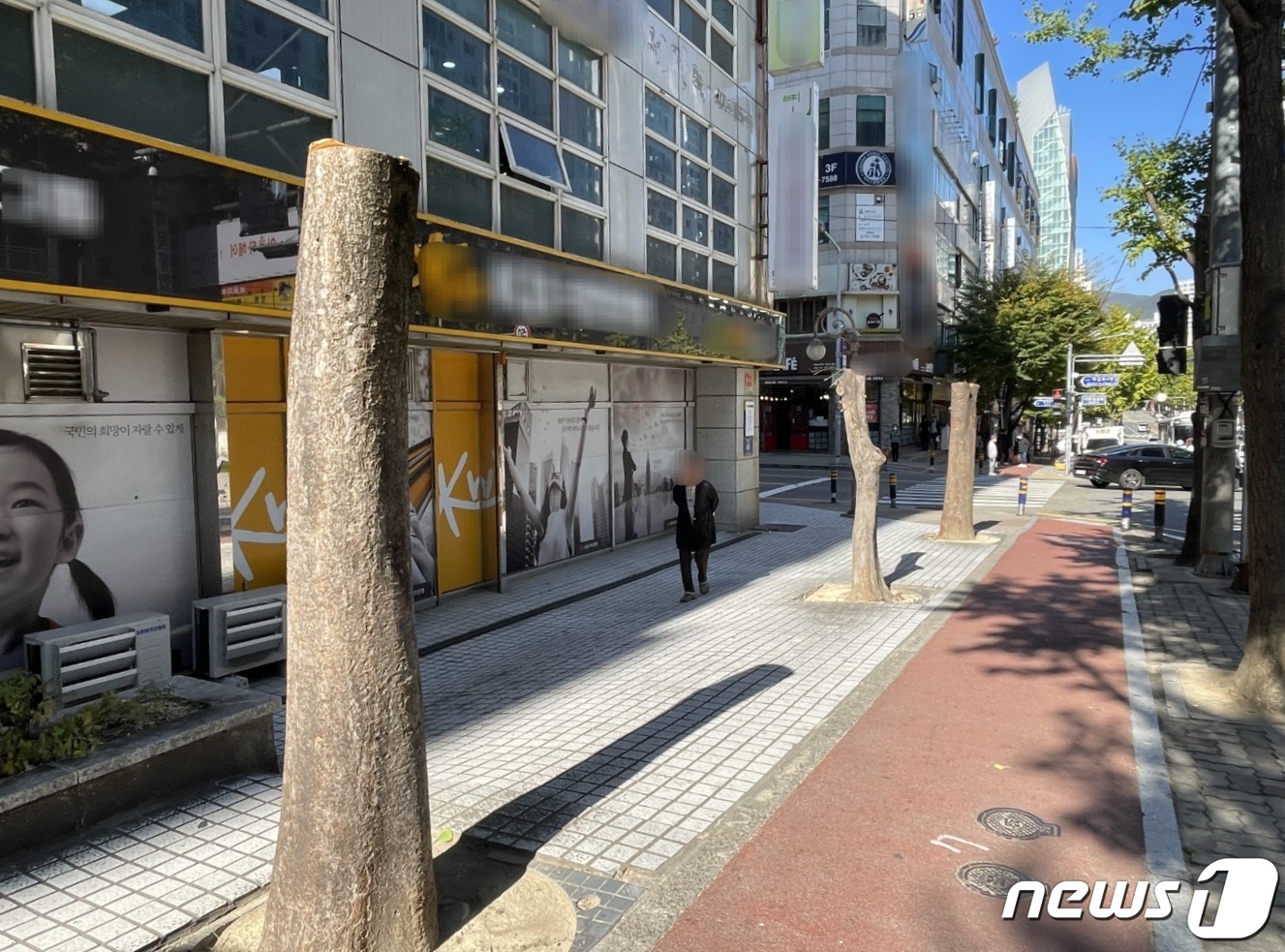 은행나무 사진 3