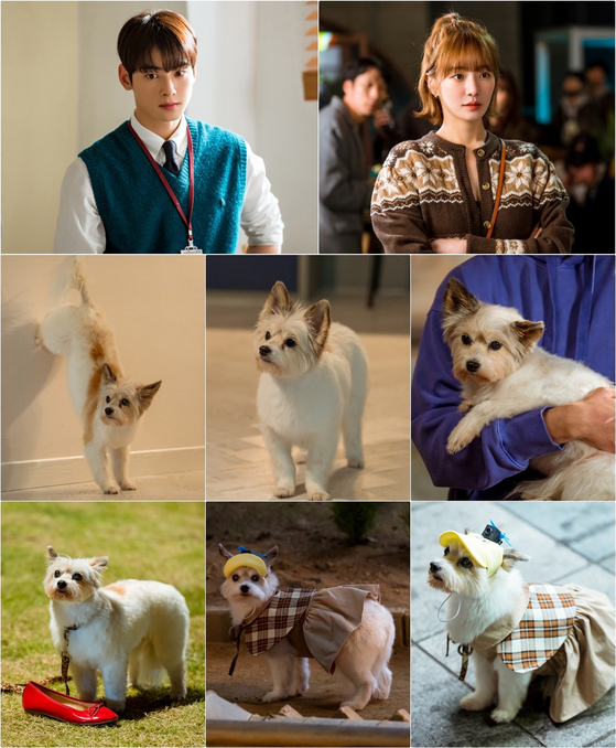 핀아 이미지