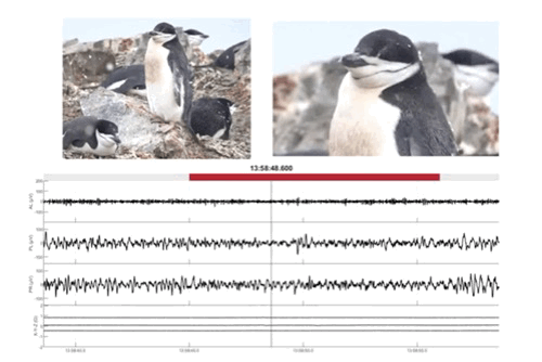 연구진은 14마리의 펭귄에게 뇌파(EEG) 측정기와 가속도계, 잠수기록계, 지피에스(GPS) 장치 등을 부착해 최대 11일 동안 행동과 수면 등을 관찰했다. 이원영, 폴-앙투안 리브렐 제공