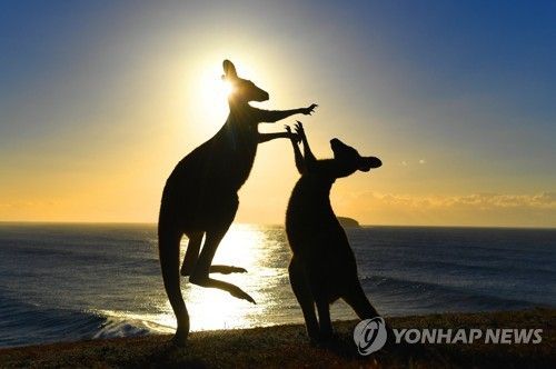 캥거루펀치 이미지