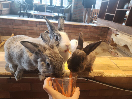카페보니 이미지