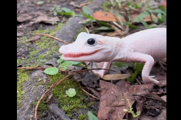 미국 플로리다주 올랜도의 악어 공원 '게이터랜드'에서 부화한 백변종 악어의 모습이다. 게이터랜드 페이스북 홈페이지 갈무리