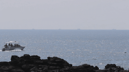 지난 8월 19일 오후 2시40분쯤 제주 서귀포시 대정읍 영락리 연안에서 수상레저기구 한대가 남방큰돌고래 무리를 향해 빠른 속도로 접근하는 모습. 이 건은 돌고래 50~300미터 이내 접근, 스크류 미정지를 사유로 과태료 처분이 이뤄졌다. 핫핑크돌핀스 제공