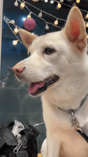 병원에 걸린 트리, 반짝이는 불빛. 할아버지도, 행운이도, 앞으론 매일매일 메리크리스마스./사진=장신재 핌피바이러스 대표