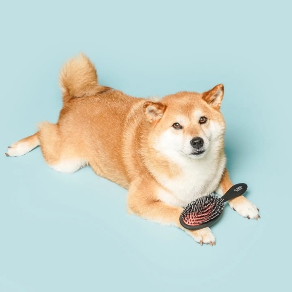 마이아미고 이미지