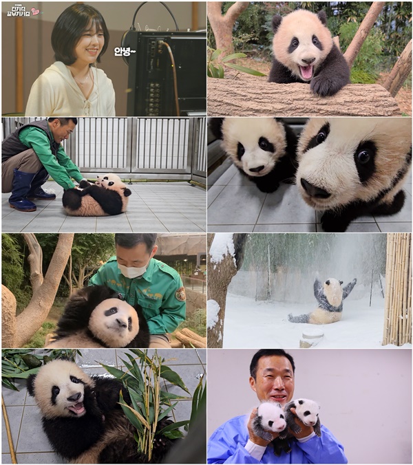 바오 이미지