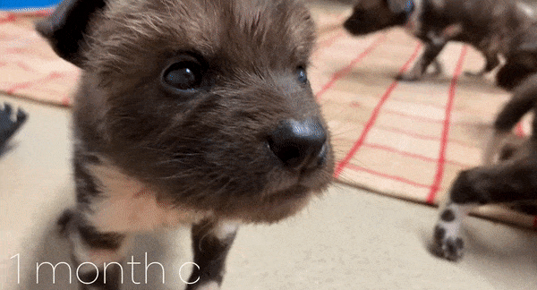 지난 9월 태어난 아프리카 들개. 사진=포토와토미 동물원 유튜브 캡처